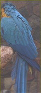 Ara